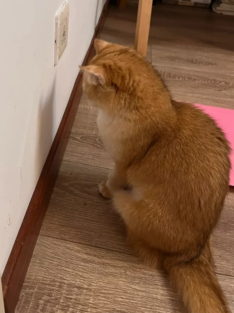 Gamelle ludique pour chat : quel modèle choisir ? Chat d'intérieur allongé qui fixe le mur, signe d'ennui et de manque de stimulation