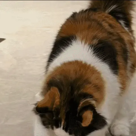 Gamelle ludique pour chat : quel modèle choisir ? Chat chassant une balle distributrice de croquettes sur le parquet, stimulation cognitive et physique
