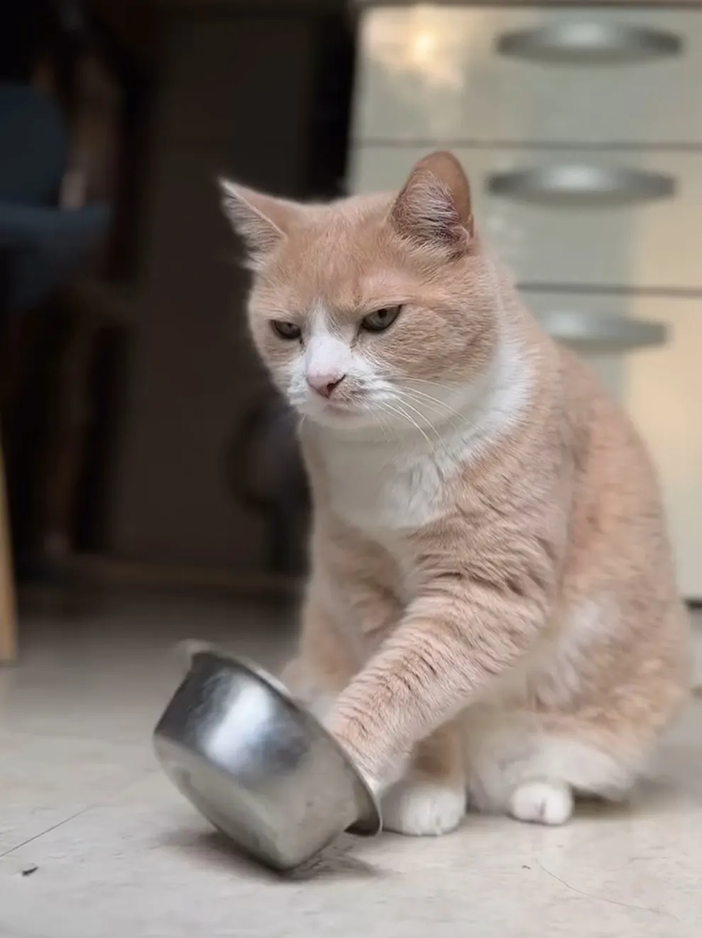 Gamelle ludique pour chat : quel modèle choisir ? Chat qui miaule devant gamelle vide, réclame à manger alors qu'il vient de finir son repas