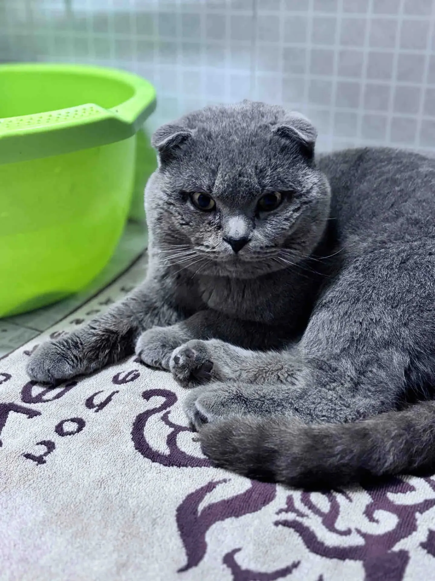 Chat Scottish Fold de couleur foncée avec une oreille pendante, doté d'un tempérament très doux et gentil