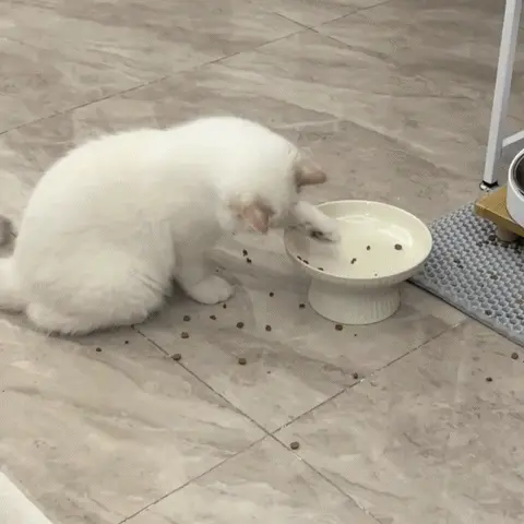 Gamelle ludique pour chat : quel modèle choisir ? Chat blanc qui pousse des croquettes hors de son bol avec la patte, comportement de grattage naturel