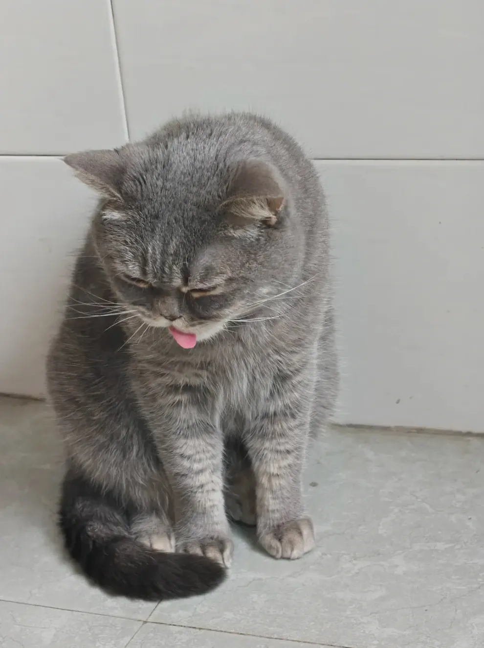 Gamelle ludique pour chat : quel modèle choisir ? Chat qui vomit des croquettes quasi intactes sur le sol après avoir mangé trop vite