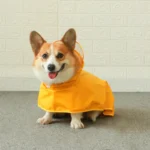chien-corgi-manteau-impermeable-jaune chien corgi manteau impermeable jaune