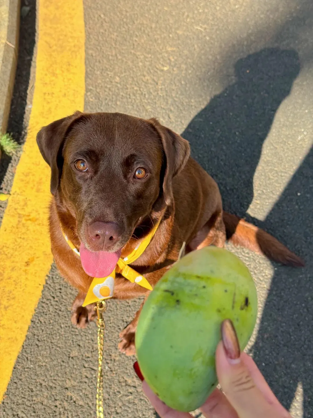 Chiot Labrador chocolat de 10 semaines en première séance d'éducation assis devant son propriétaire, attentif et concentré sur la friandise — illustrant la facilité d'éducation de la race grâce à sa grande motivation alimentaire