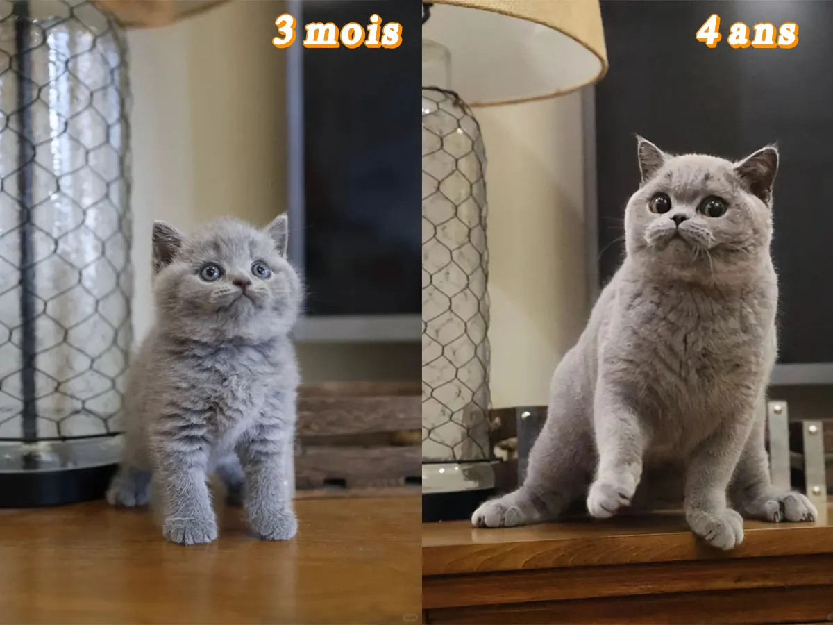 Comparaison côte à côte d'un chaton British Shorthair bleu de 3 mois et d'un adulte de 4 ans, illustrant la transformation spectaculaire du physique et le développement des joues caractéristiques
