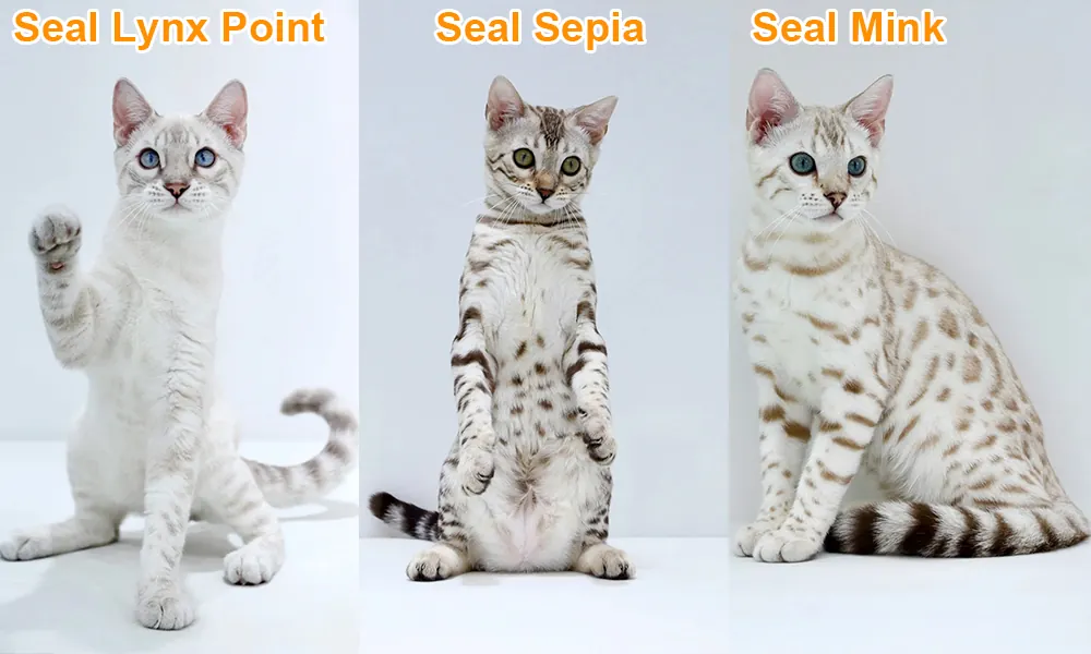 Comparatif des 3 nuances de Bengal Snow : Seal Lynx, Seal Sepia et Seal Mink.