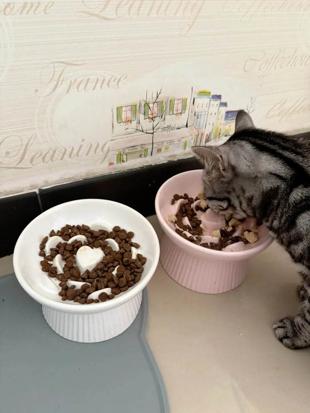 Gamelle ludique pour chat : quel modèle choisir ? Propriétaire assis sur le sol, observe attentivement son chat découvrir une gamelle ludique