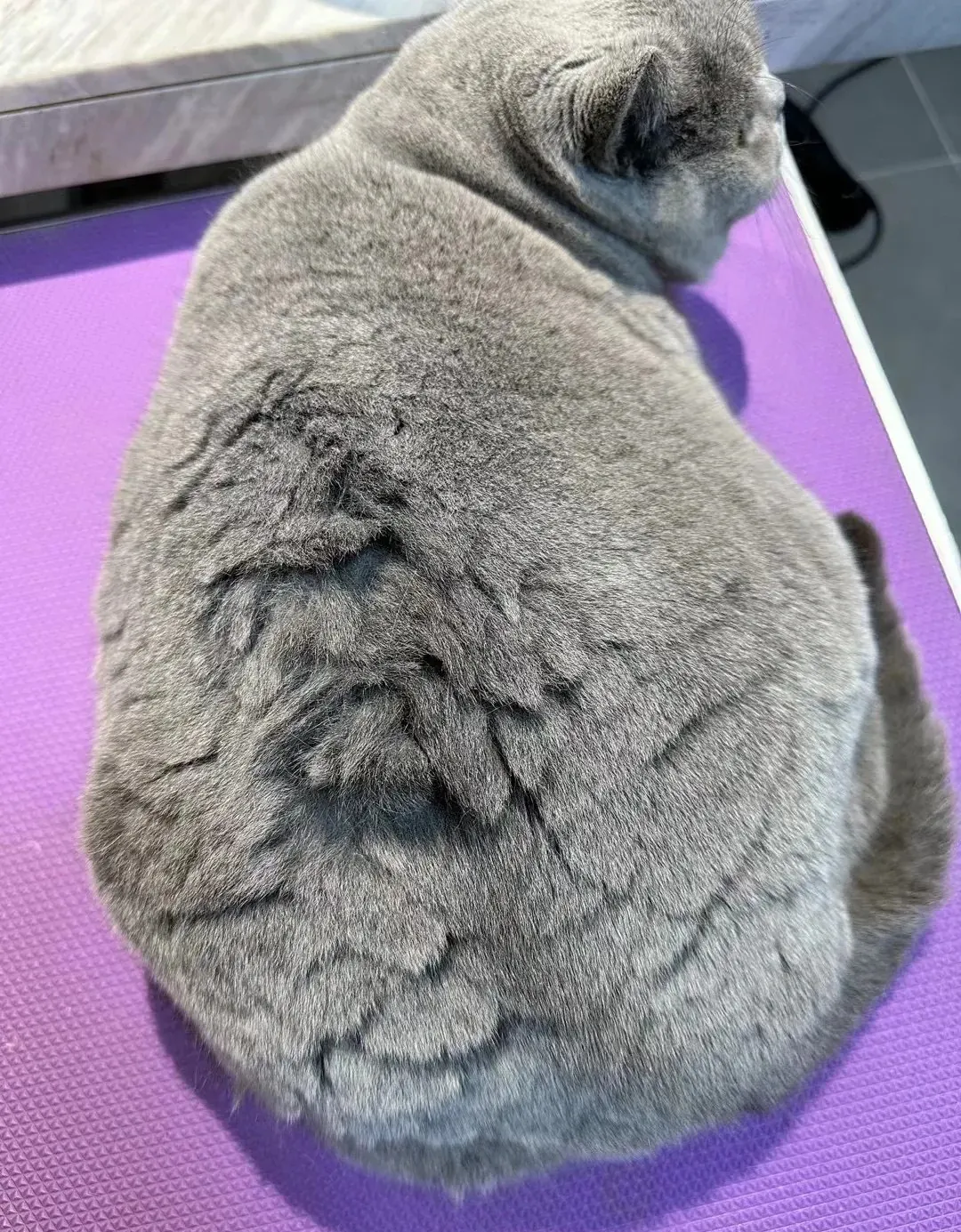 Gros plan sur le pelage bleu dense du British Shorthair montrant la texture crissante et pelucheuse unique de la double couche de poil caractéristique de la race