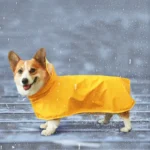 impermeable-pluie-chien-corgi-jaune impermeable pluie chien corgi jaune