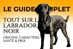 Noms de Chien Commençant par A : Guide Complet labrador noir cool