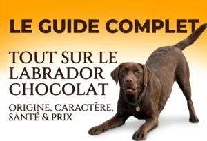 Noms de Chien Commençant par A : Guide Complet labrador chocolat