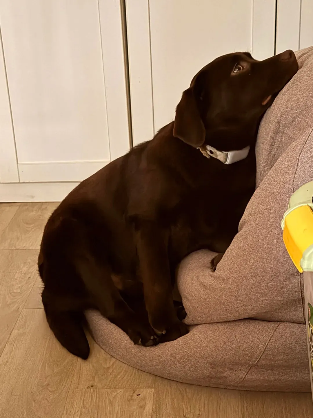 Labrador chocolat allongé calmement dans un appartement lumineux après une longue séance d'exercice, illustrant qu'un Labrador bien dépensé peut être parfaitement serein en espace réduit