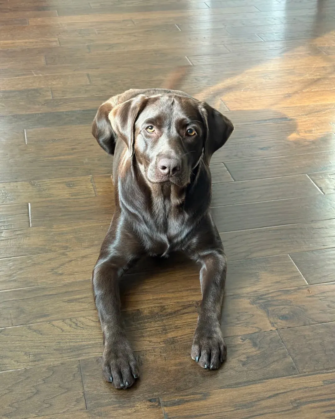 Labrador chocolat clair aux reflets caramel au soleil, illustrant la nuance la plus claire du spectre chocolat qui peut parfois être confondue avec un Labrador sable très foncé