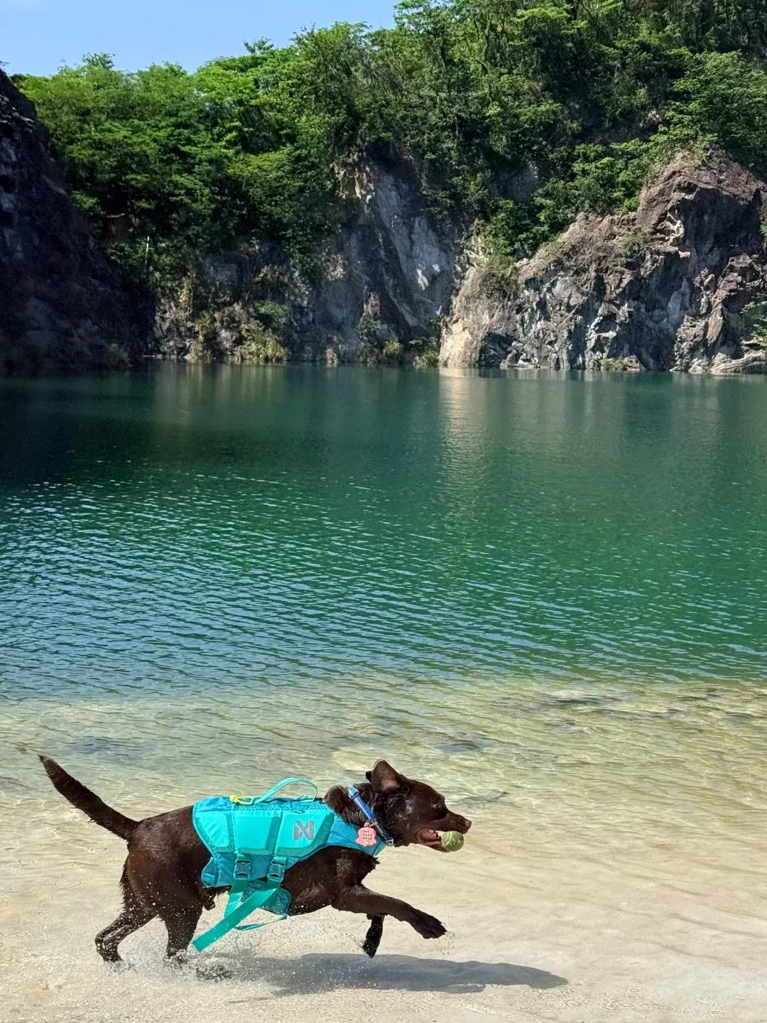 Labrador chocolat courant sur une plage en liberté, exprimant toute son énergie et sa joie de vivre naturelle — illustrant le niveau d'activité réel d'un Labrador adulte épanoui qui a reçu l'exercice dont il a besoin