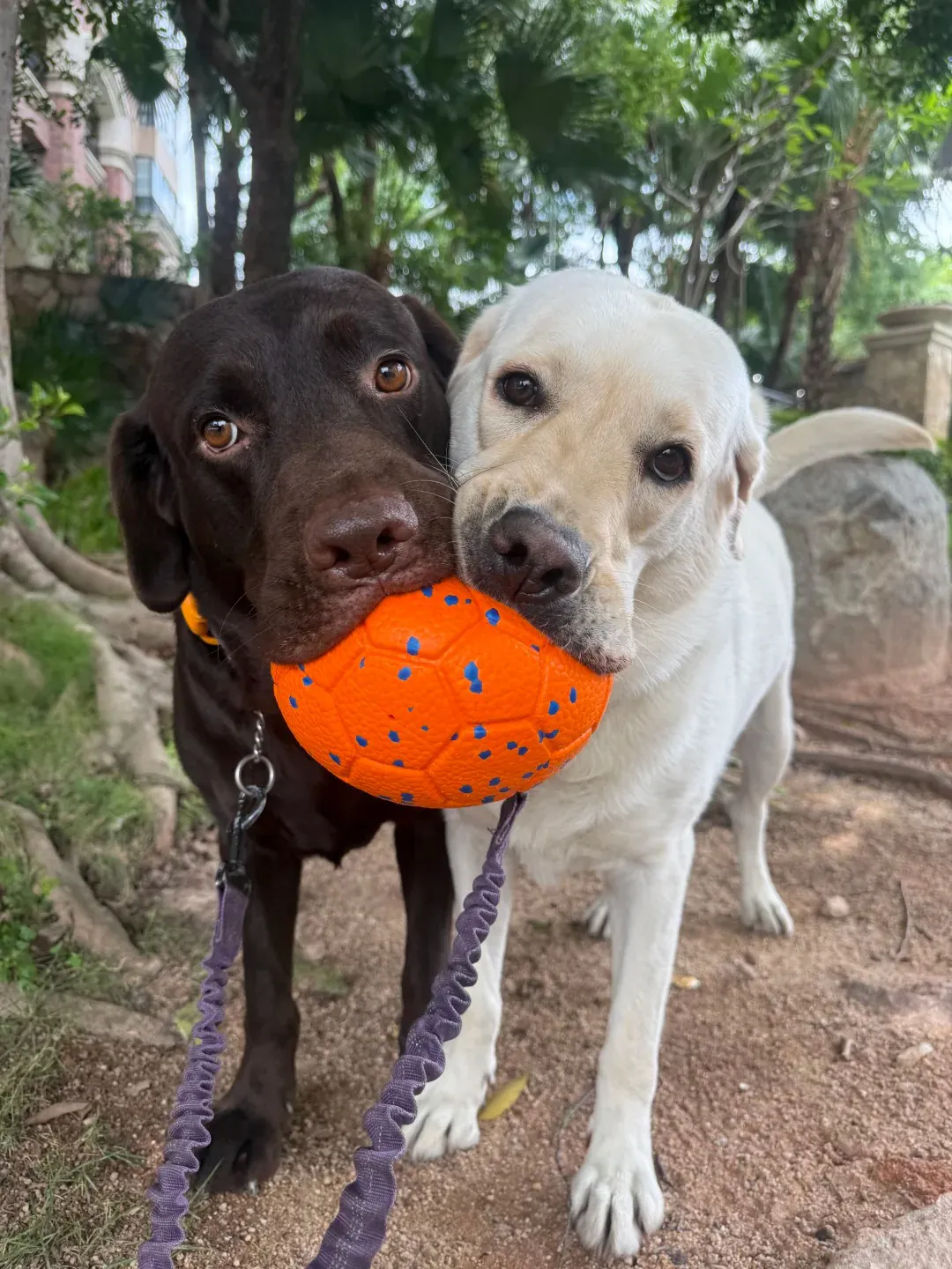 Un labrador chocolat joue doucement à récupérer une balle avec un autre chien, sans agressivité dans leurs interactions.