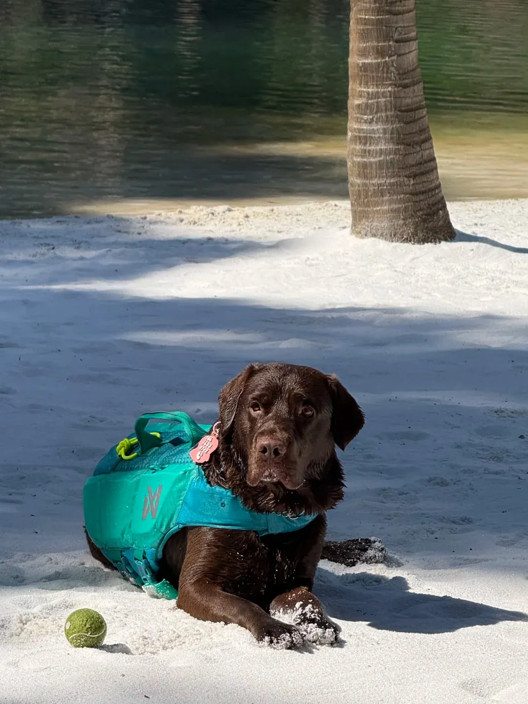 Labrador chocolat en pleine session de rapport de balle dans un lac, illustrant son amour naturel pour l'eau et les jeux de rapport qui combinent dépense physique et satisfaction de son instinct de chien rapporteur de gibier
