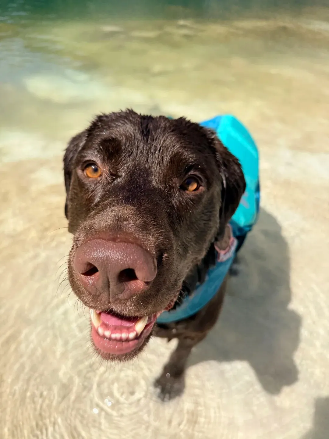 Labrador chocolat nageant avec enthousiasme dans un lac, montrant ses pattes légèrement palmées en action et son sous-poil imperméable qui lui permet de travailler dans l'eau froide — héritage direct de son ancêtre le Chien de Saint-John de Terre-Neuve
