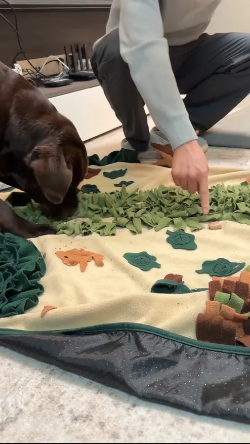 Labrador chocolat en train d'utiliser un tapis de fouille pour manger lentement ses croquettes, illustrant une solution pratique pour ralentir l'ingestion et stimuler mentalement un chien génétiquement prédisposé à la gourmandise et à l'obésité