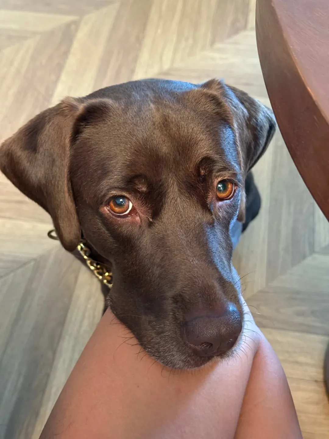 Labrador chocolat pose sa tête sur les jambes de son maître pour faire le mignon.