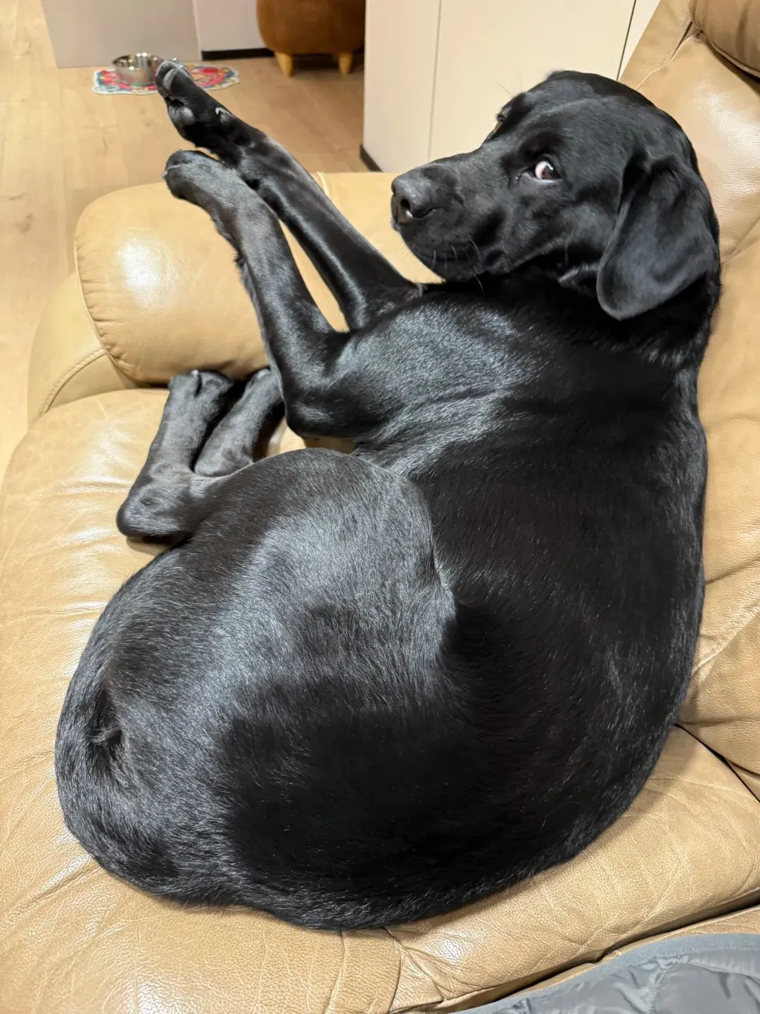 Un chien Labrador retriever noir confortablement installé et endormi sur un canapé douillet dans un salon.