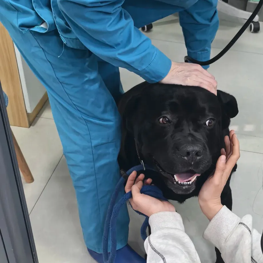 Labrador noir allongé chez le vétérinaire pendant un examen de routine, illustrant le suivi de santé recommandé pour la race