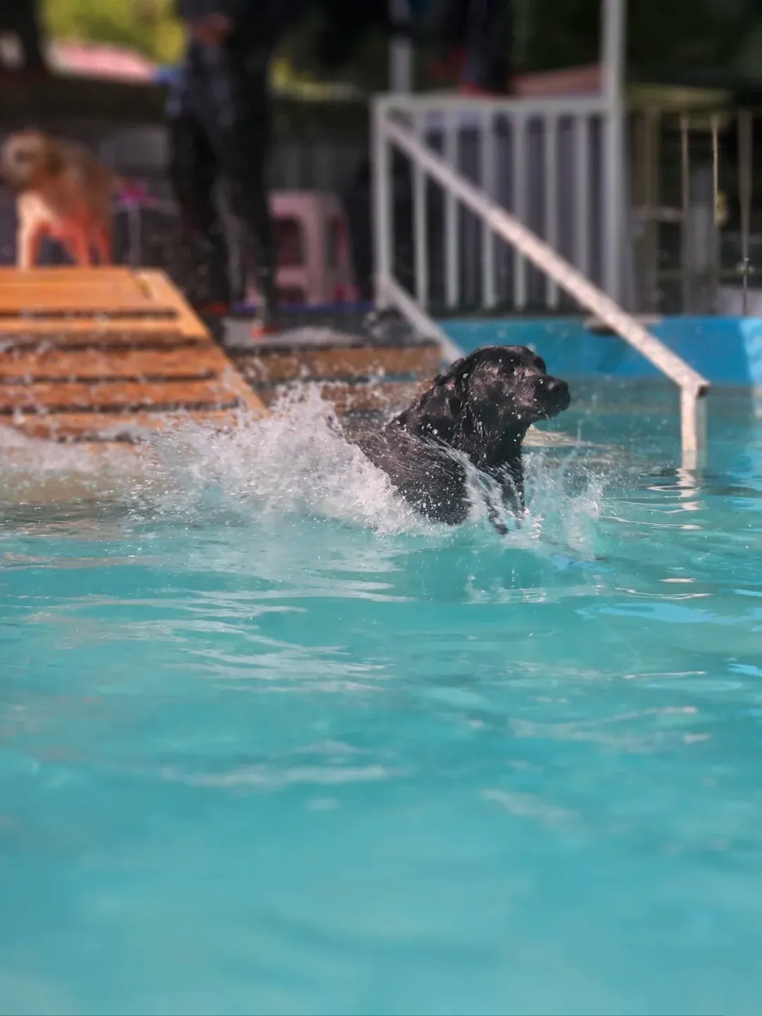 Labrador noir courant et jouant dans l'eau, illustrant son énergie et son attirance naturelle pour l'eau