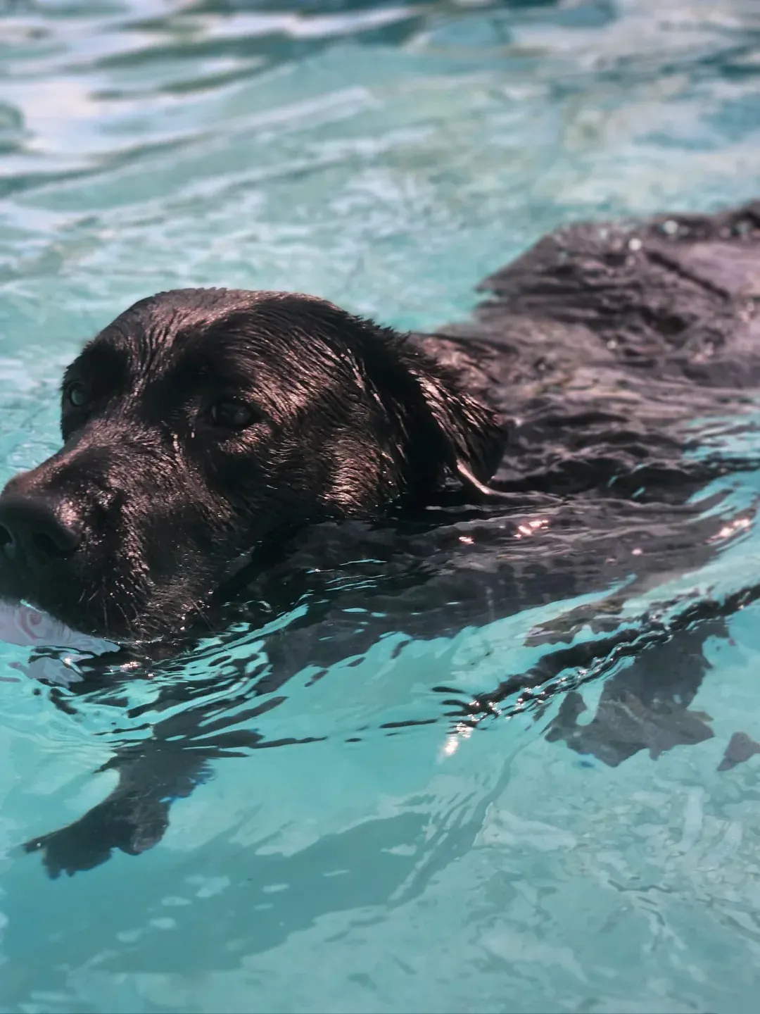 Un chien Labrador retriever de couleur noire nageant calmement dans l'eau d'un lac ou d'une rivière.