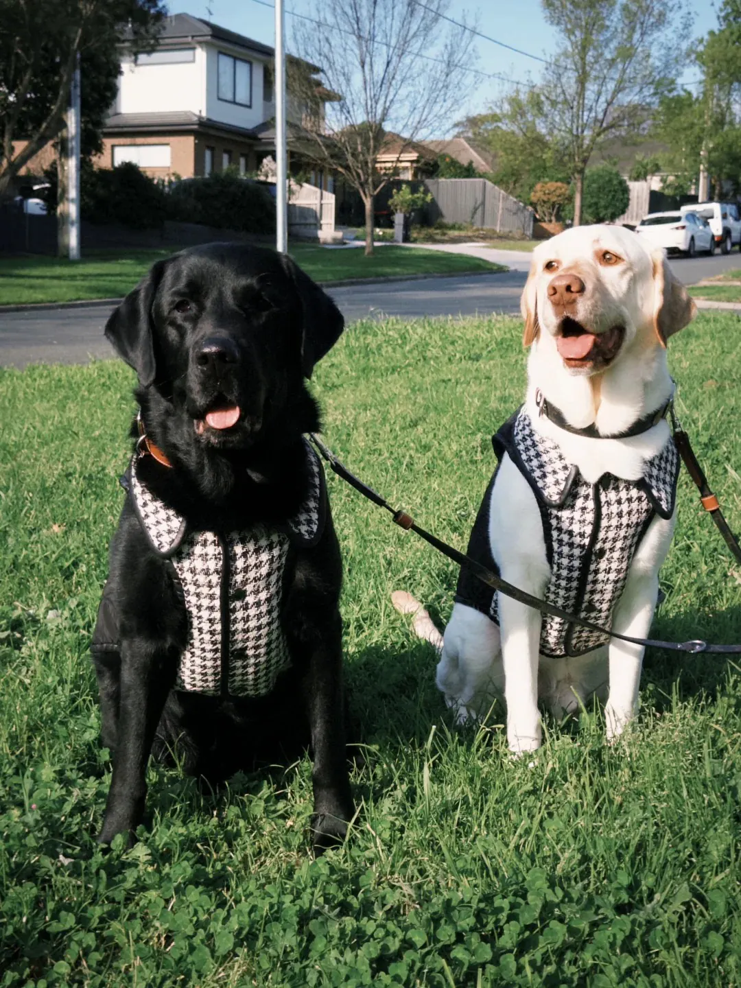 Un chien Labrador retriever noir très sociable en train de jouer et de cohabiter pacifiquement avec d'autres chiens dans un parc.