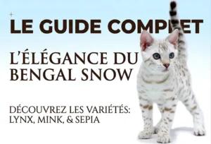 Noms de Chien Commençant par A : Guide Complet Découvrez les trois variétés fascinantes du Bengal Snow : le Seal Lynx, le Seal Mink et le Seal Sepia.