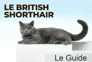 Noms de Chien Commençant par A : Guide Complet le british shorthair