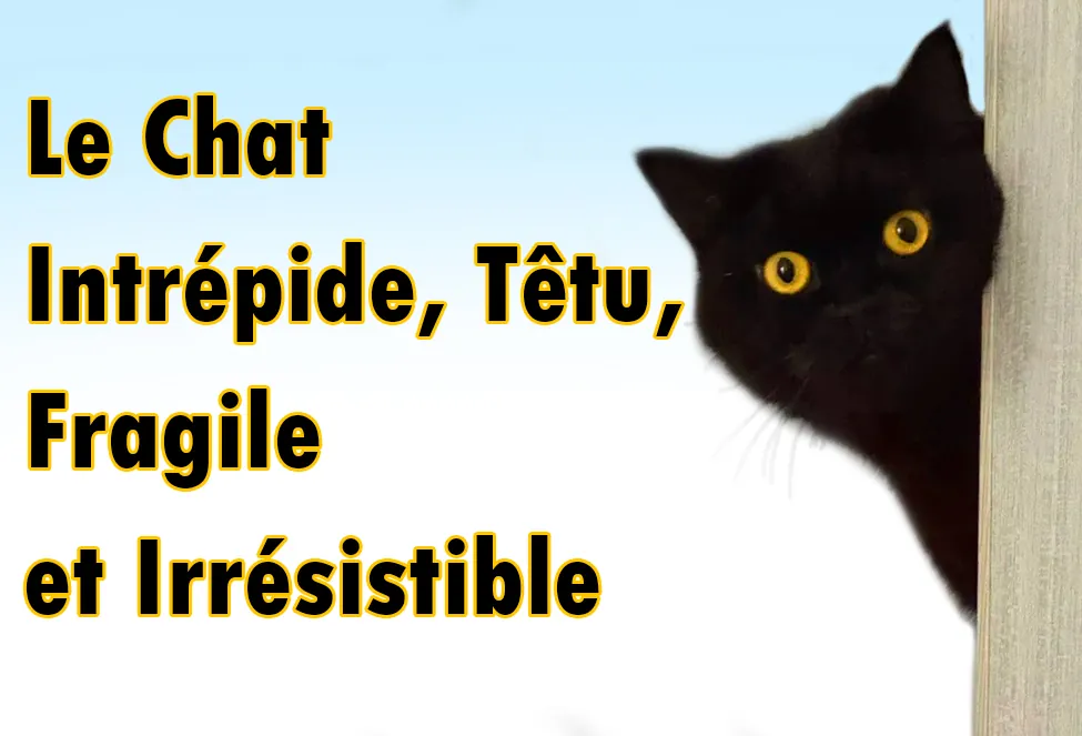 Le Chat : Intrépide, Têtu, Fragile — et Irrésistible