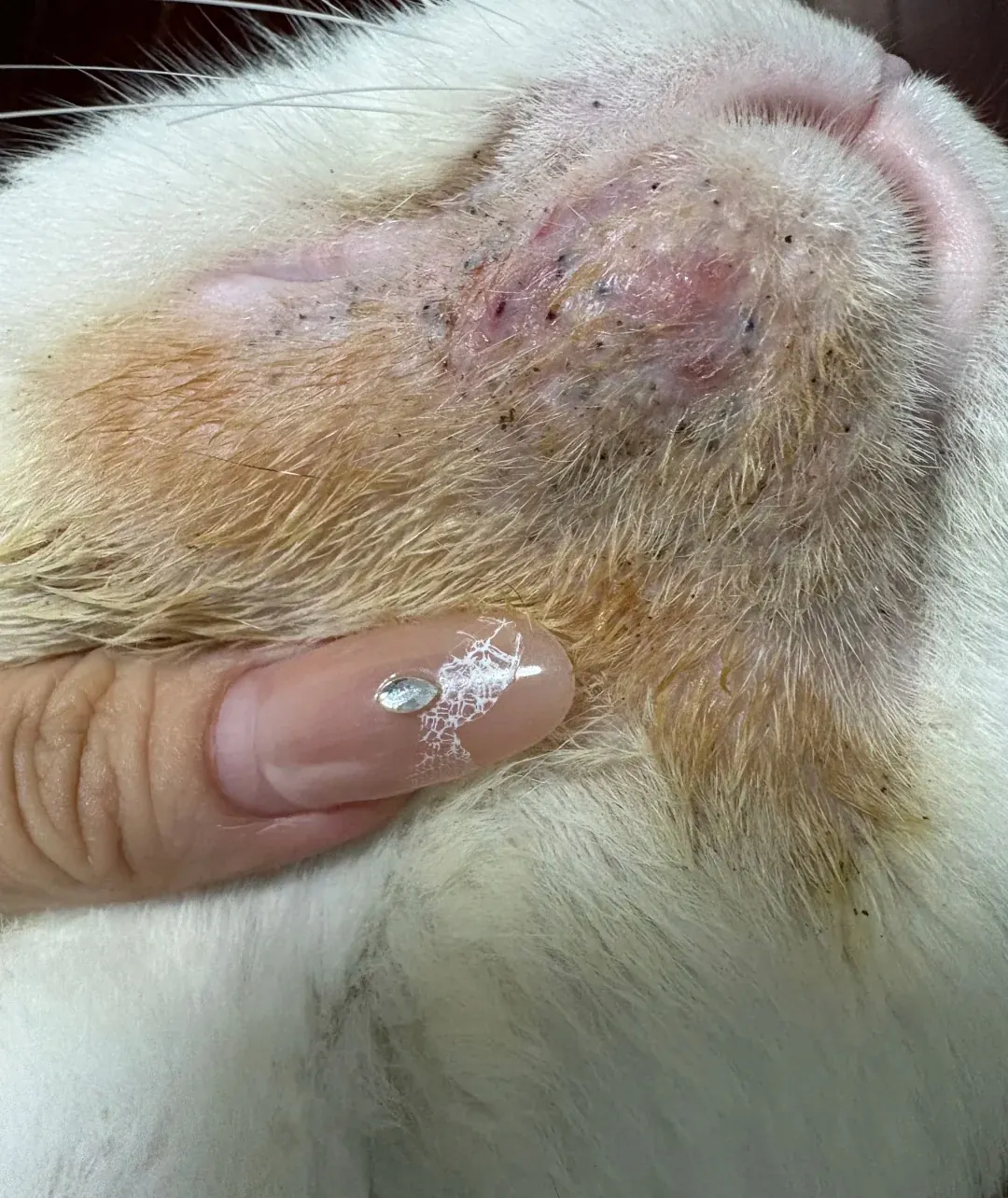 Gamelle ludique pour chat : quel modèle choisir ? Rougeurs et irritations sur le menton d'un chat, acné féline provoquée par plastique de mauvaise qualité
