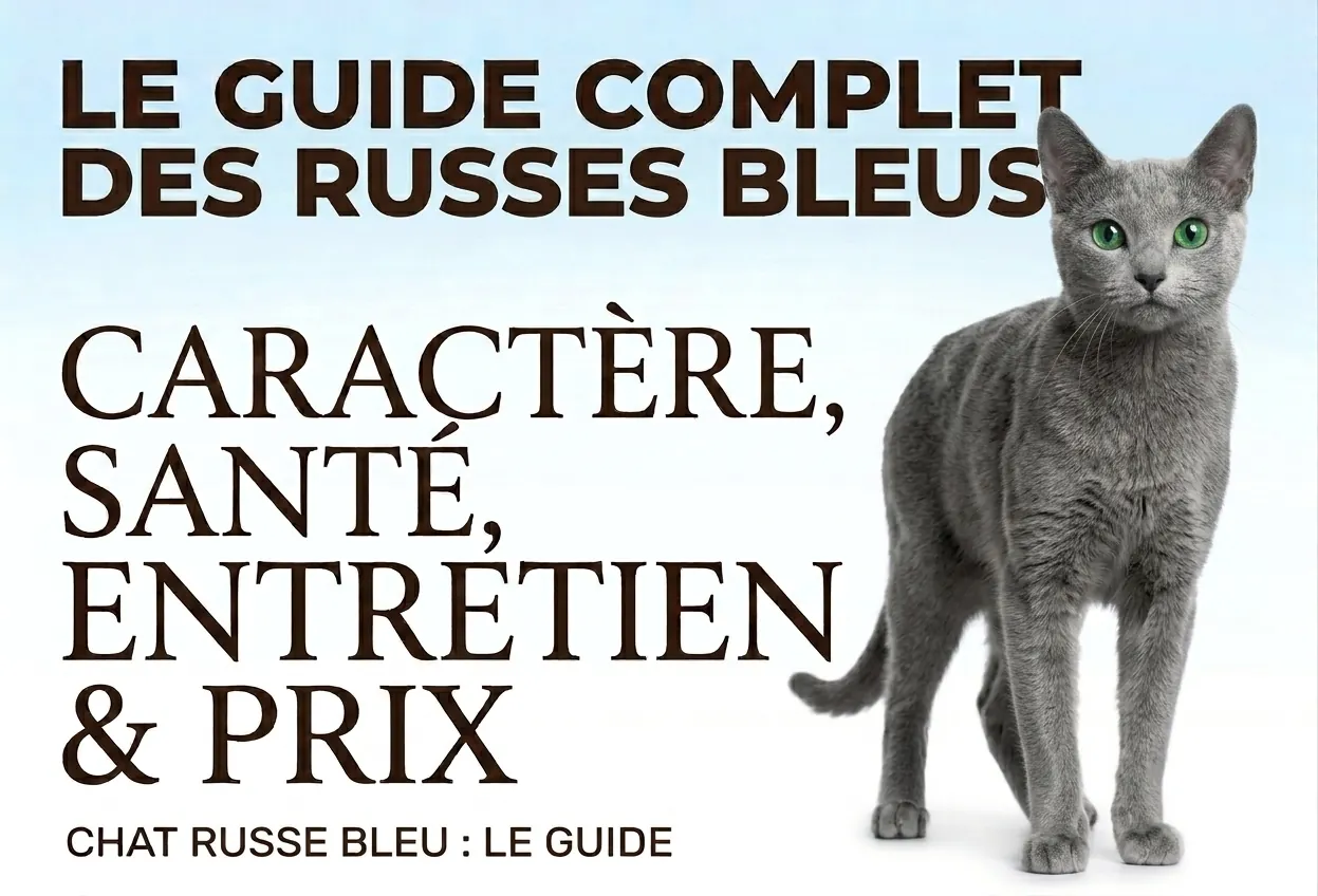 Chat Bleu Russe : caractère, santé, allergie et prix Chat Bleu Russe : caractère, santé, allergie et prix