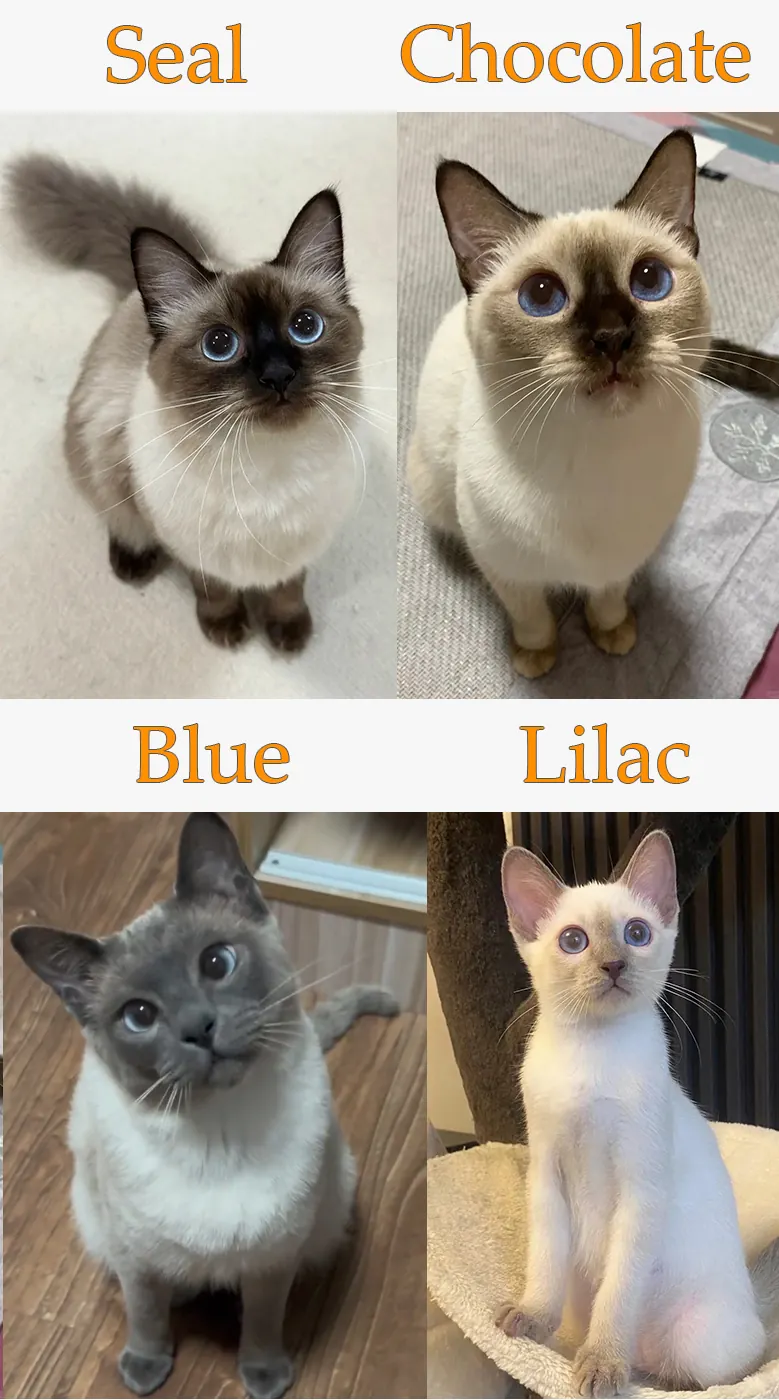 Comparatif des quatre couleurs de points classiques du chat siamois : seal point, blue point, chocolate point et lilac point