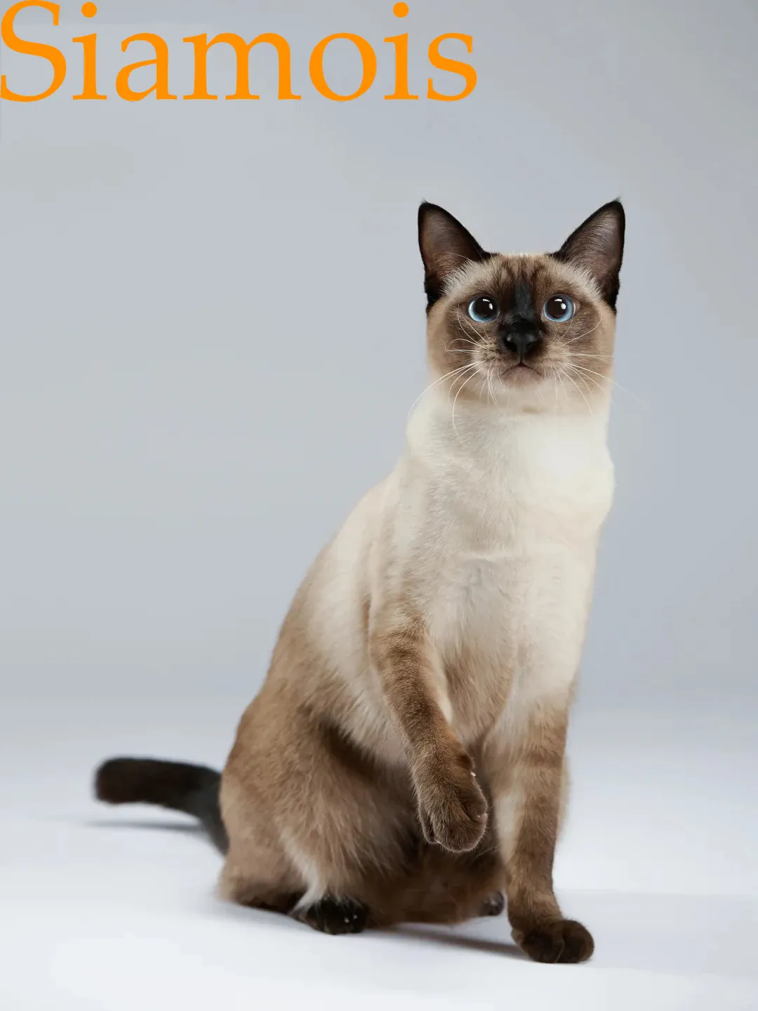 Comparaison entre un chat siamois de type traditionnel, plus rond et trapu, et un siamois de type moderne, à la silhouette élancée et la tête triangulaire