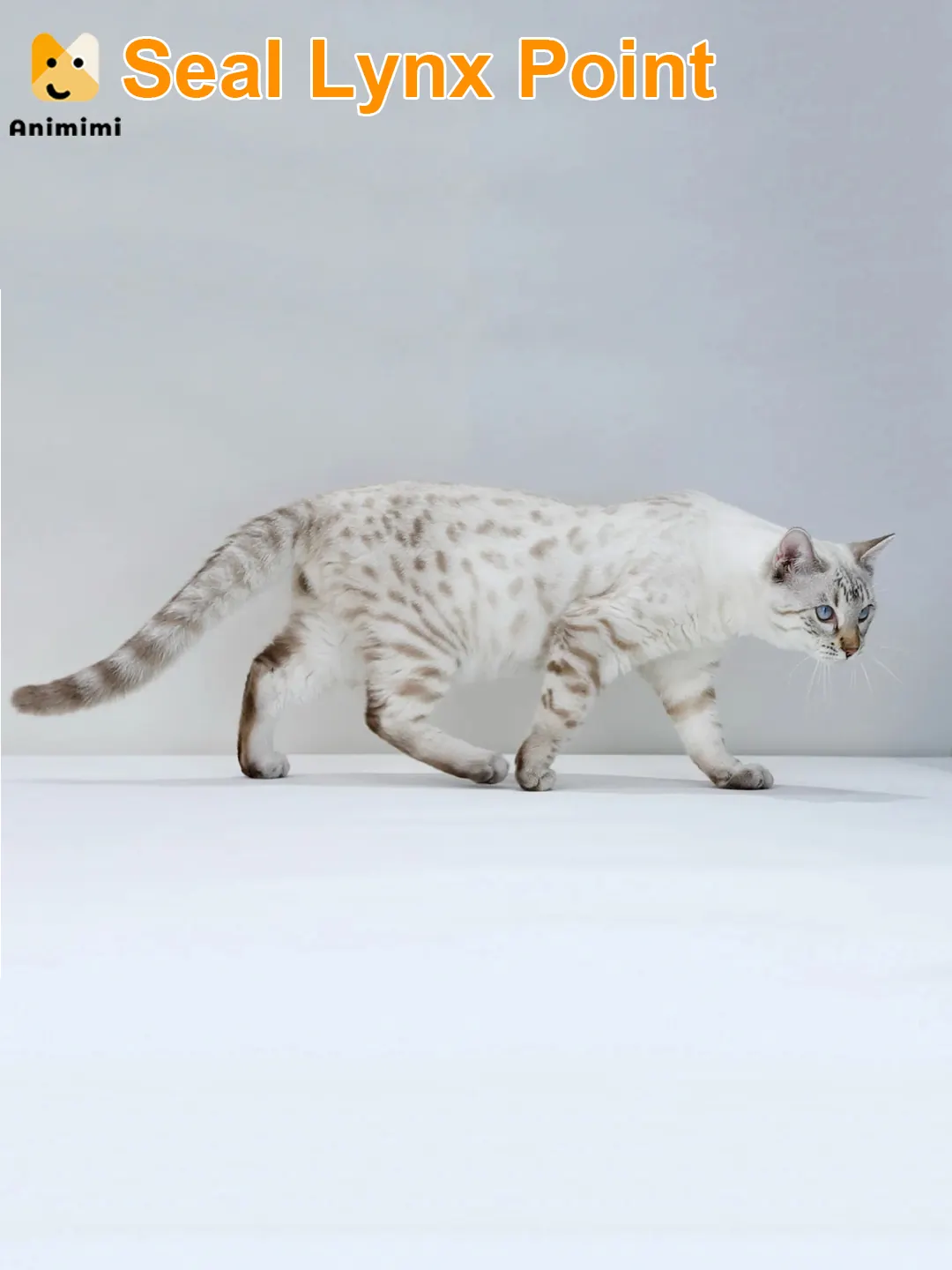 Le profil élégant d'un Bengal Snow Lynx, mettant en valeur ses magnifiques motifs.