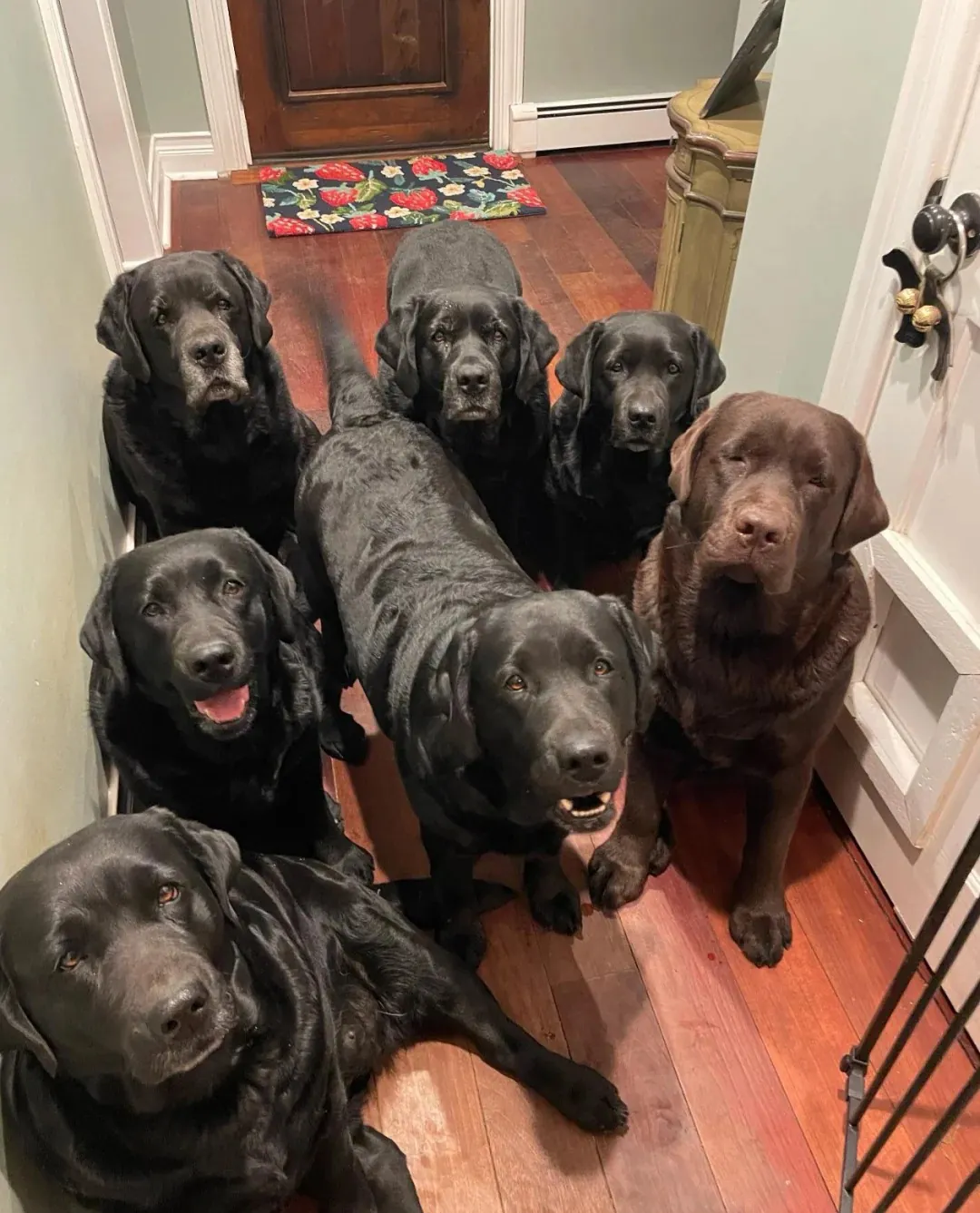 Labrador chocolat foncé avec robe marron très intense presque noire, montrant l'extrémité foncée du spectre chocolat où la différence avec un Labrador noir peut être subtile en intérieur