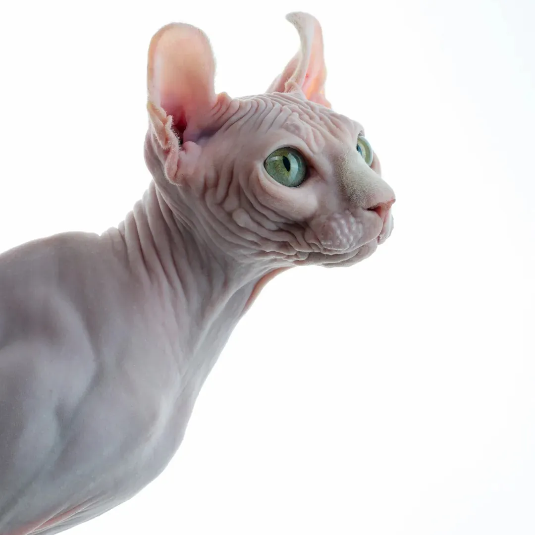 Sphynx sans poils assis, montrant sa peau nue et ses grandes oreilles — race prédisposée à la cardiomyopathie hypertrophique et très sensible aux variations de température