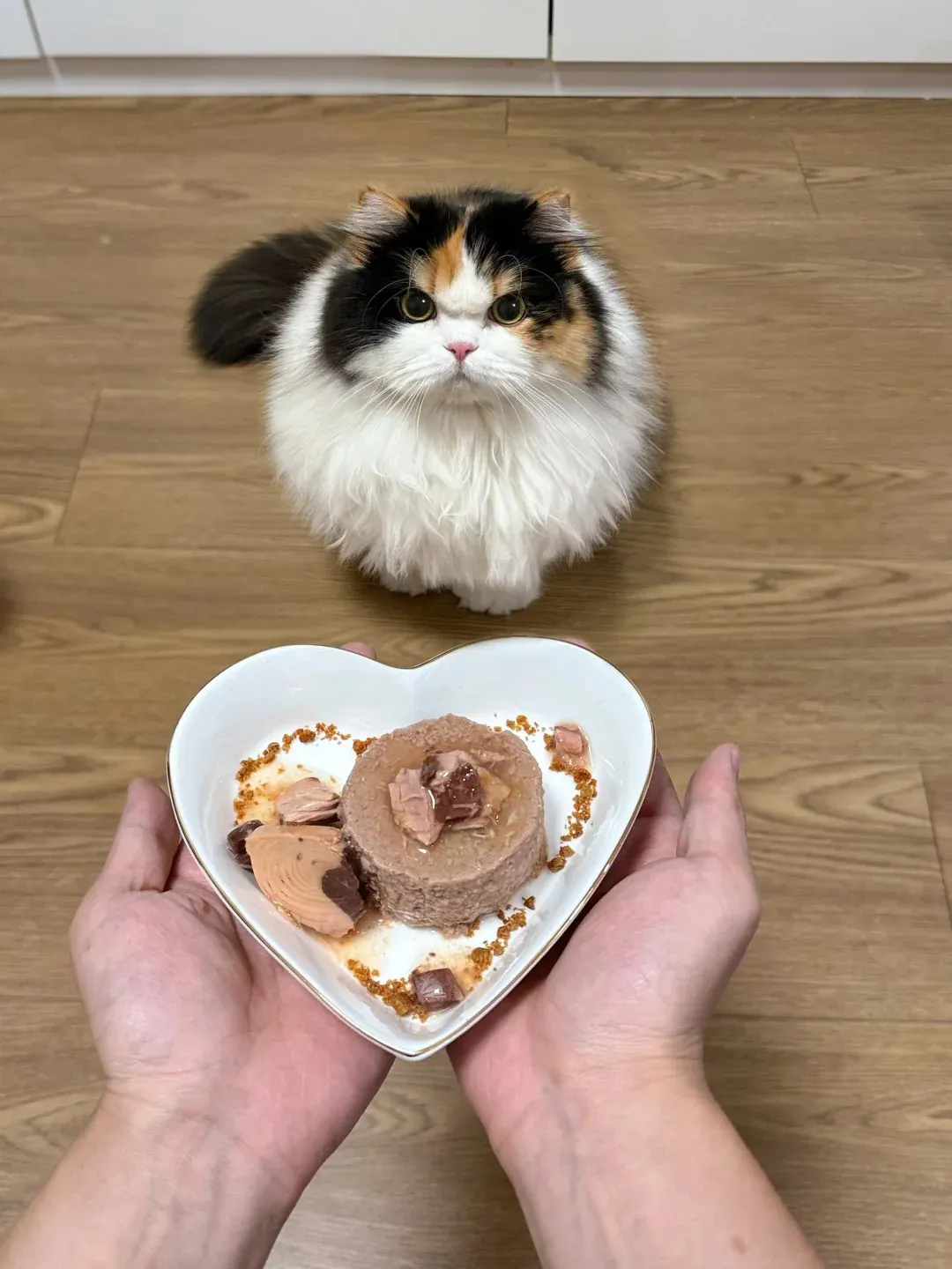 Gamelle ludique pour chat : quel modèle choisir ? Propriétaire attentif qui observe son chat pendant son repas dans une gamelle interactive