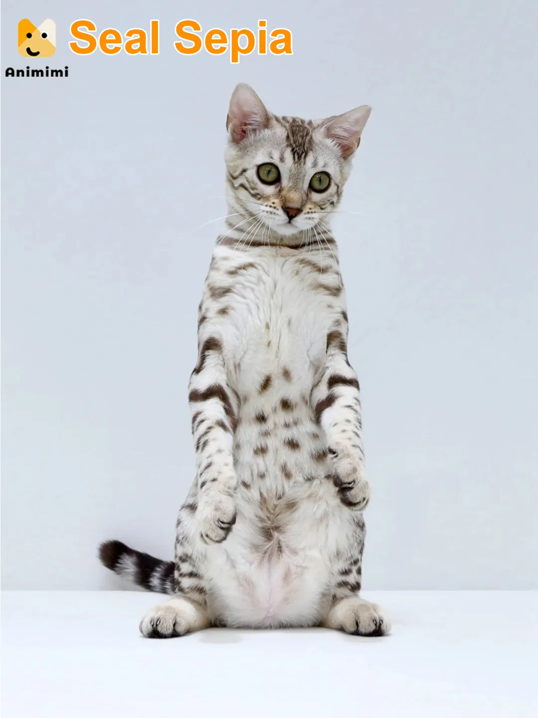 Le petit ventre tout mignon d’un Bengal Snow Lynx, parsemé de jolies taches.