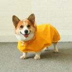 vetement-pluie-chien-corgi-impermeable vetement pluie chien corgi impermeable