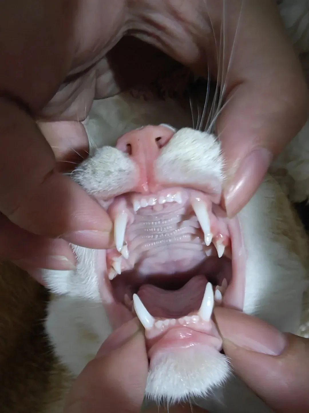 Gamelle ludique pour chat : quel modèle choisir ? Vétérinaire qui examine les dents et les gencives d'un chat lors d'une consultation dentaire