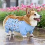 Corgi-portant-Combinaison-Protection-Ventre-&-Éléphants-Bleus-en-exterieur Combinaison Corgi Protection Ventre Elephants Bleus en exterieur