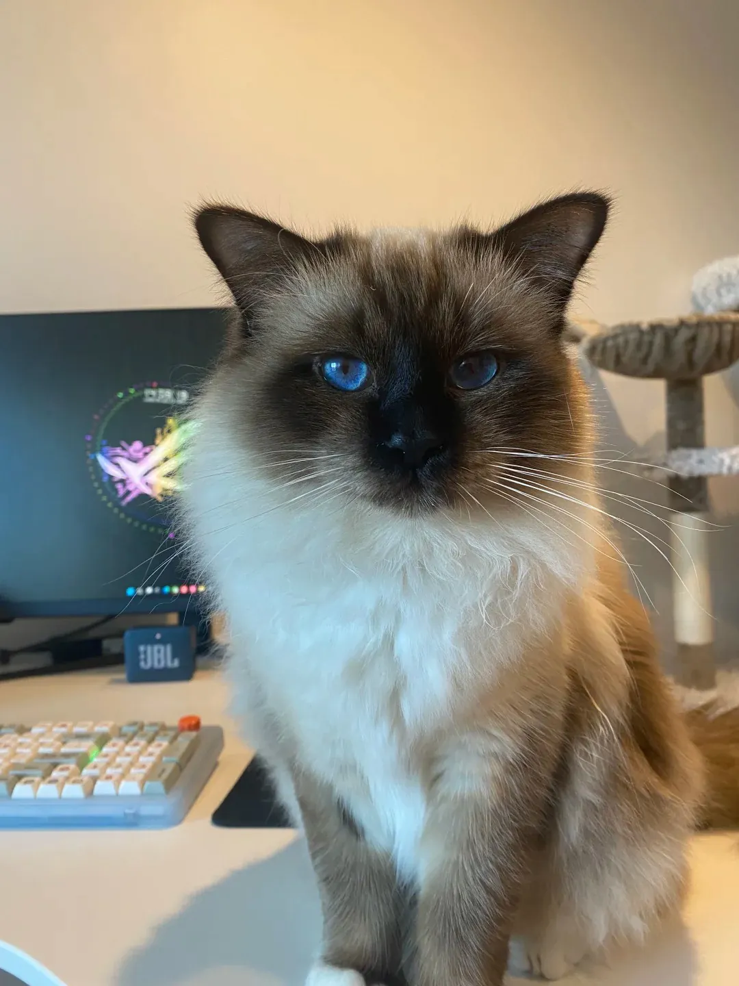 Chat Poil Long : Quelle Race Choisir pour Vous ? Chat Sacré de Birmanie avec ses gants blancs caractéristiques et pelage clair aux extrémités colorées