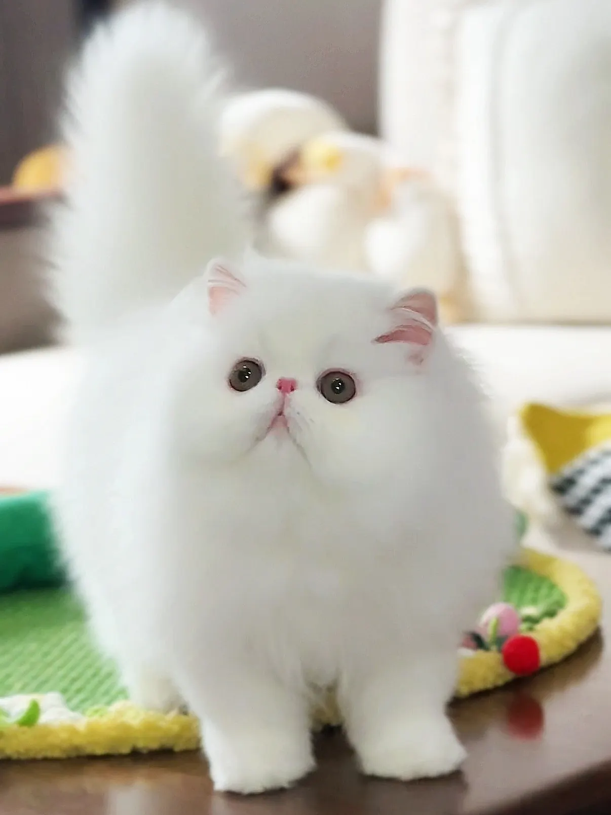 Chat Poil Long : Quelle Race Choisir pour Vous ? Chat Persan blanc au pelage luxuriant et aux grands yeux expressifs, représentant la seule race officiellement classée à poil long