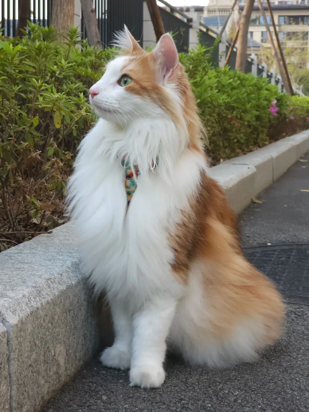 Chat Poil Long : Quelle Race Choisir pour Vous ? Chat Norvégien au pelage épais et imperméable, avec touffes de lynx et allure de petit félin sauvage