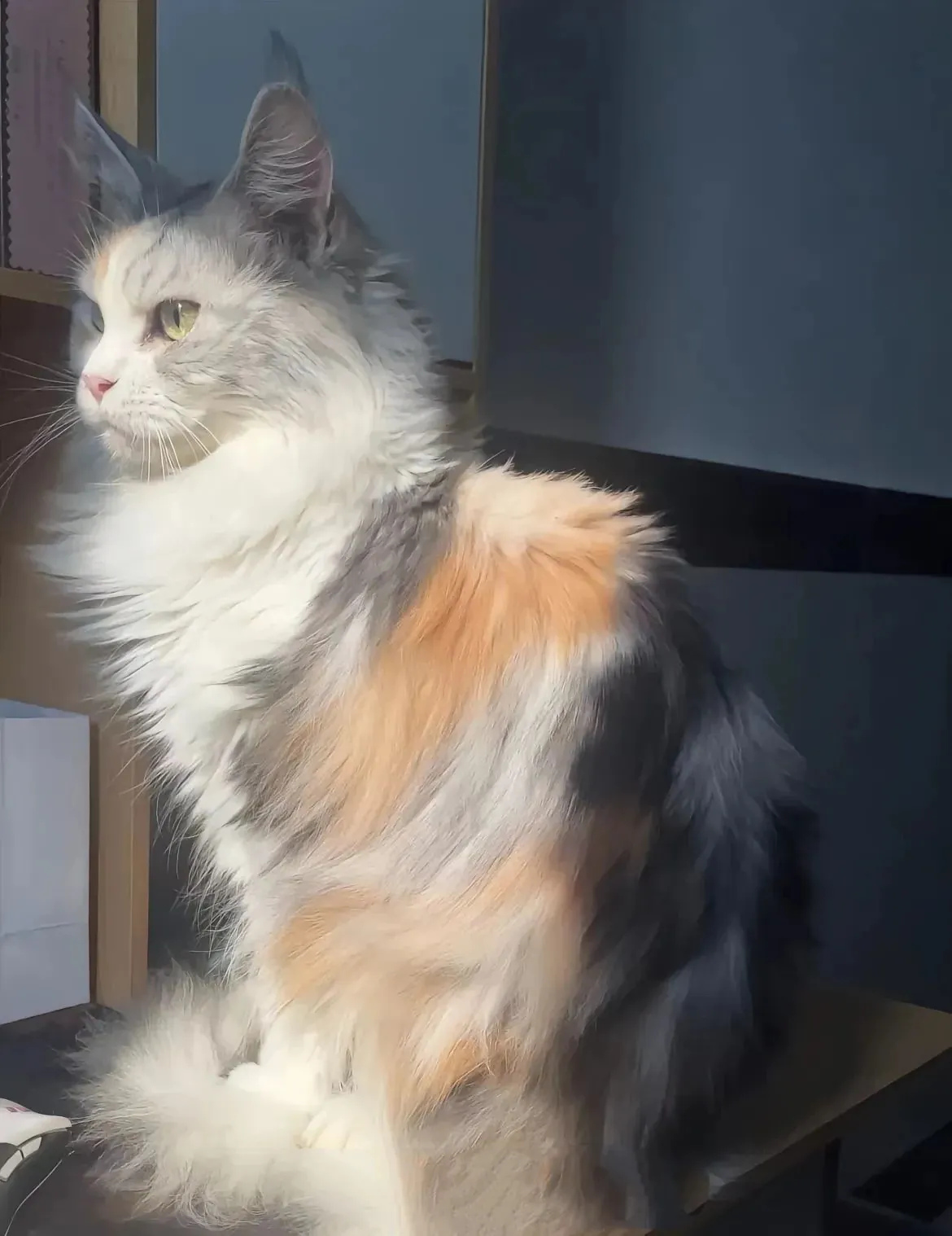 Chat Poil Long : Quelle Race Choisir pour Vous ? Magnifique chatte calico à poils longs profitant du soleil