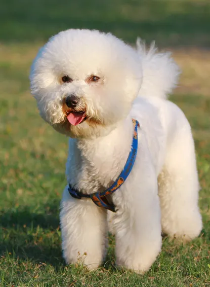 Petit Chien Blanc : les Races à Connaître avant d'Adopter Bichon Bolonais au poil dense et soyeux, silhouette compacte originaire de Bologne
