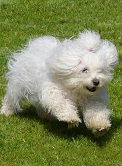 Petit Chien Blanc : les Races à Connaître avant d'Adopter Bichon Bolonais en promenade, illustrant son gabarit compact et son poil blanc dense