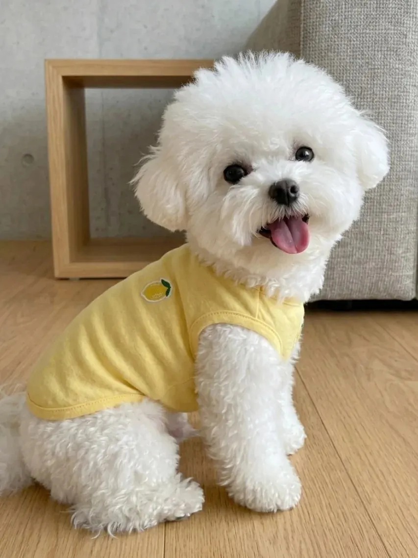 Petit Chien Blanc : les Races à Connaître avant d'Adopter Bichon Frisé au pelage bouclé blanc, texture floconneuse caractéristique de la race